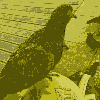 rrrrrose pigeon avatar